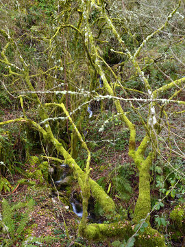 Damp weather; a small stream cascading between trees and bushes covered in moss.