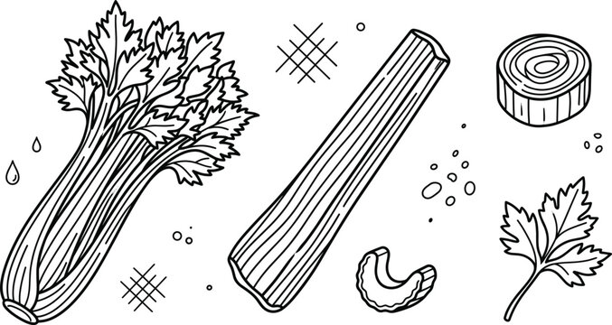 Fresh celery vegetable vector line art collection featuring whole stalks single sticks chopped slices and isolated green leaves
