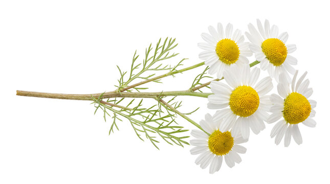 Fresh chamomile flowers on stem, blooming white daisy blossoms with yellow centers, herbal tea ingredients isolated on white