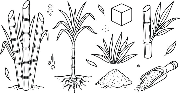 Sugarcane farming vector illustration bundle featuring raw sugar powder sweet cubes plant roots and stalks for coloring layout