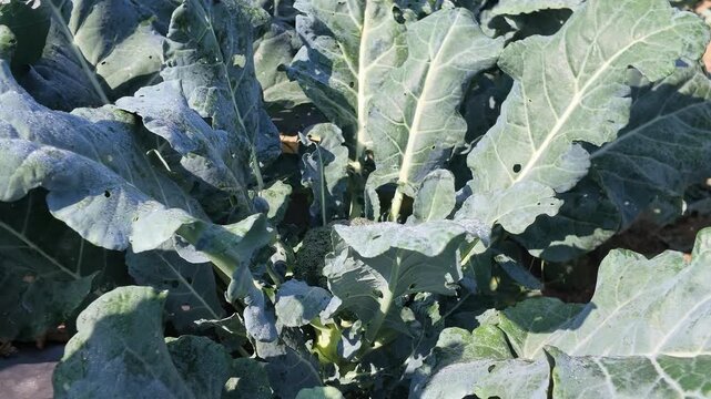 cabbage in the garden