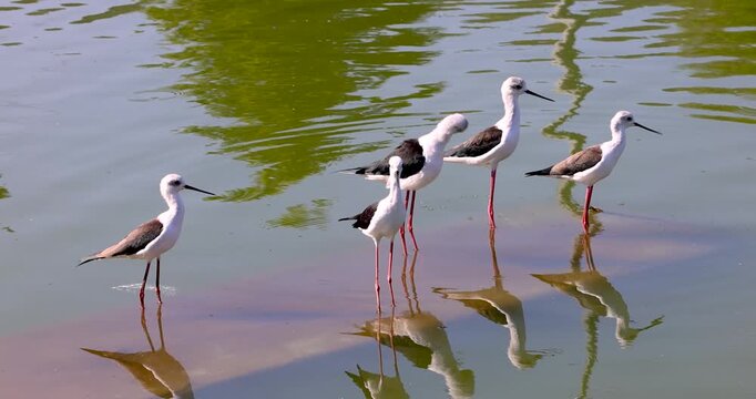 Black winged stilt birds wading in calm pond water
