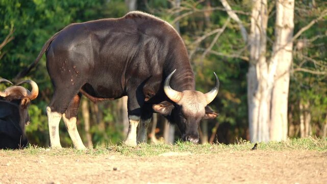  gaur