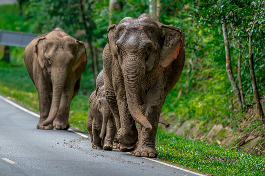 Its body is gray, its snout is called the trunk. The trunk of the Asian elephant has only one beak. Nakhon Ratchasima, Thailand.