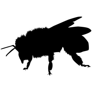 Bumblebee silhouette isolated vector graphic icon for nature design