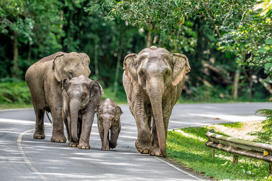 Its body is gray, its snout is called the trunk. The trunk of the Asian elephant has only one beak. Nakhon Ratchasima, Thailand.