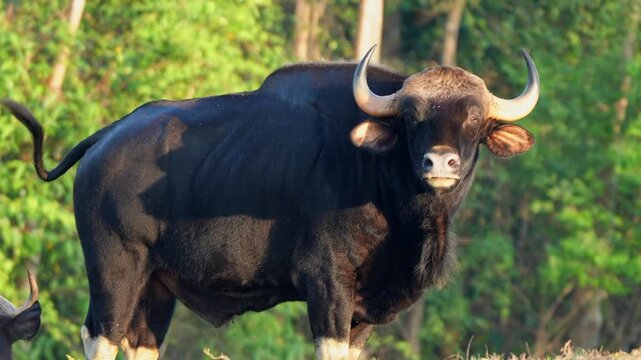  gaur