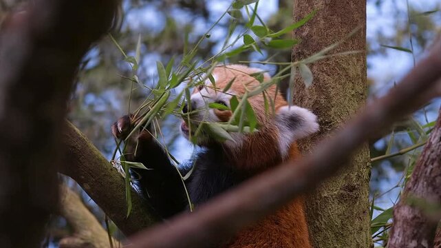 Red panda eating bamboo leaves in a tree. Fluffy red panda feeding in natural forest habitat. Cute wildlife animal in arboreal environment.