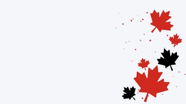 Red and black maple leaves pop up and float on the right side of a white background. This seamless motion graphic loop with empty space is perfect for Canada Day video designs.