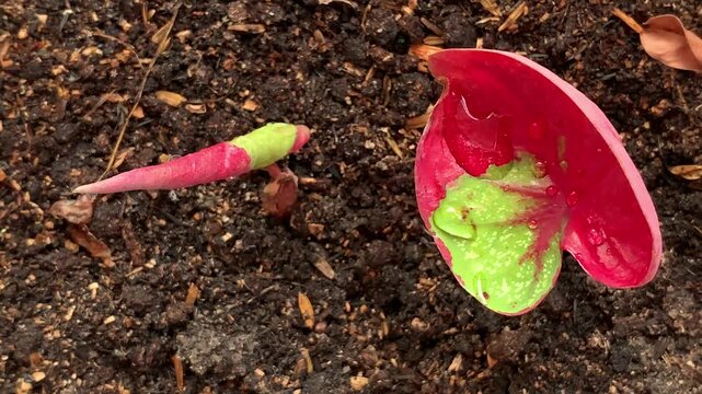 Footage of camera moving left to right over a young red and green Caladium plant sprouting from fertile soil with water drops in Jakarta, Indonesia. Perfect for gardening and growth concepts.