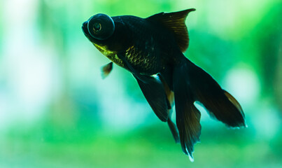 A black goldfish floating and swimming, a close-up of its deep colors and graceful posture © Yf