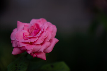 Fototapeta premium Pink rose with dark blurred background
