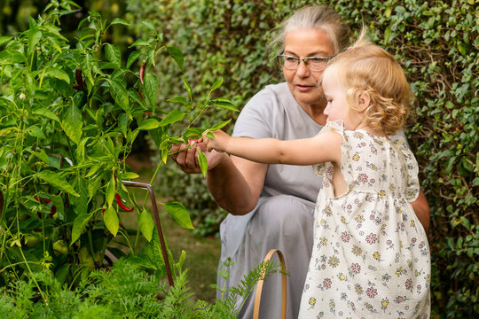 Grandmother Helping Granddaughter Examine Pepper Plant In Garden