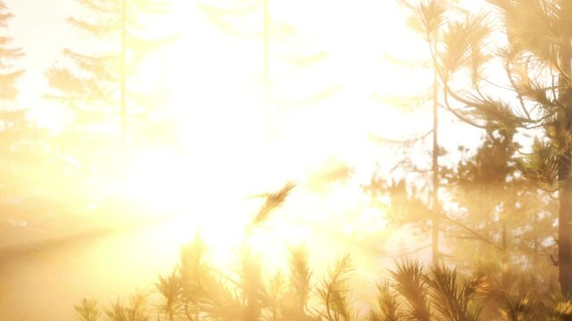 Bright sunlight filters through tall trees in a dense forest. The scene captures the moment of sunrise. Light creates a warm atmosphere filled with nature.