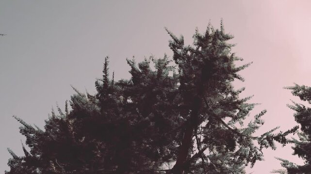 Frost covers the leaves of tall trees in a quiet area. The sky is light as the sun begins to rise. The scene shows nature waking up in the morning light.
