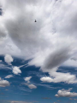 Flying Bird Beneath Dramatic Layered Summer Clouds