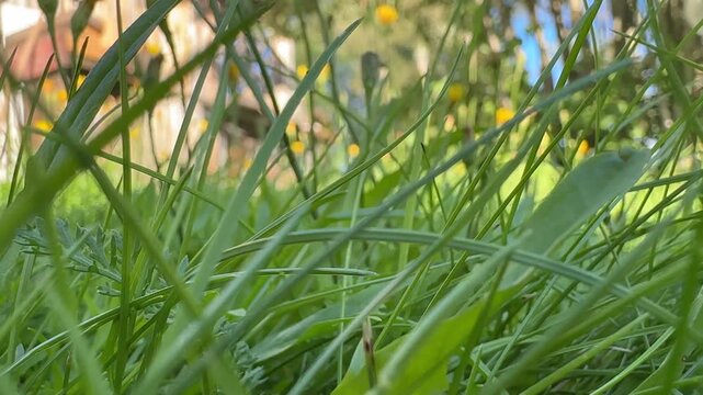 Close up of lush green grass blades blowing in the wind on a sunny spring day