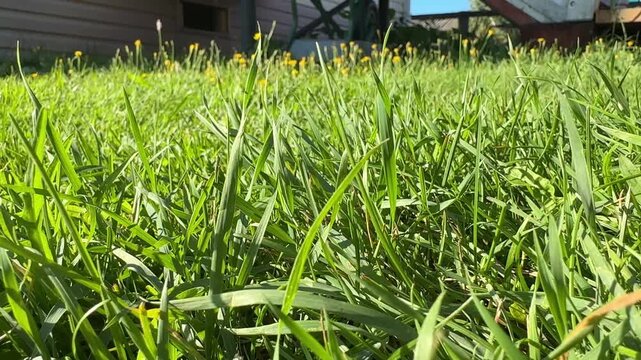 Close up of lush green grass blades blowing in the wind on a sunny spring day