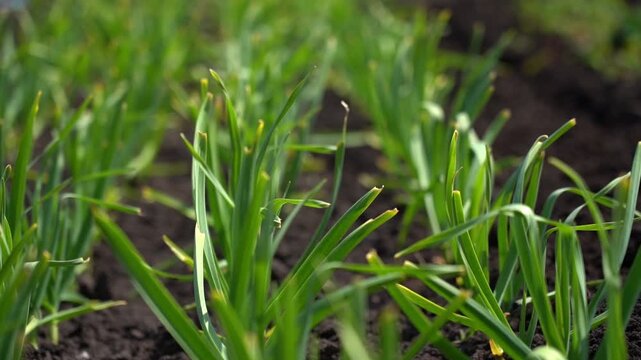 Close-up of young green onion plants growing in dark soil. Long green shoots rise upward from the ground. Vibrant foliage forms dense garden rows. Sunlight illuminates healthy foliage
