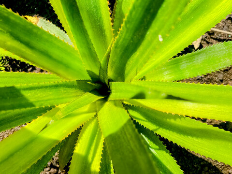 Sharp pointed green plant leaves bunched together close up.