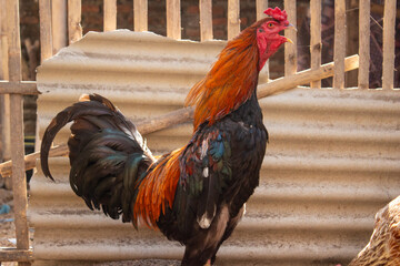 Vibrant rooster crowing with open beak standing in a traditional rural farmyard setting © Mandegraph