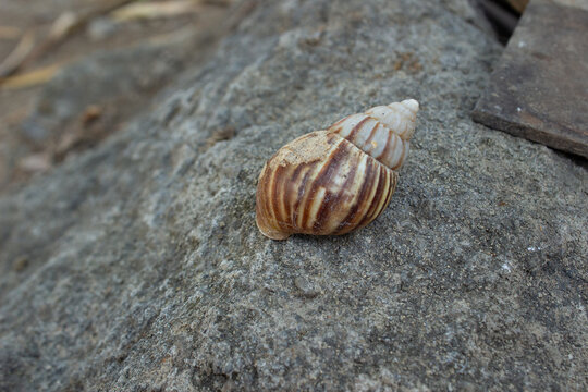 Empty land snail shell with brown striped pattern lying on a rough gray stone surface outdoor