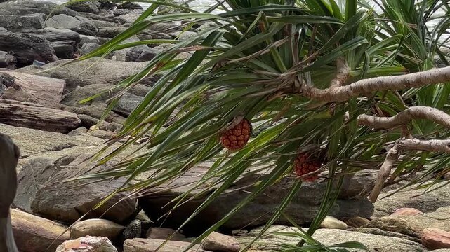 Hala tree