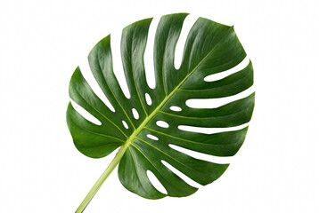 Vibrant Green Monstera Deliciosa Leaf Isolated © Atreyee