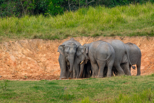 Its body is gray, its snout is called the trunk. The trunk of the Asian elephant has only one beak. Nakhon Ratchasima, Thailand.