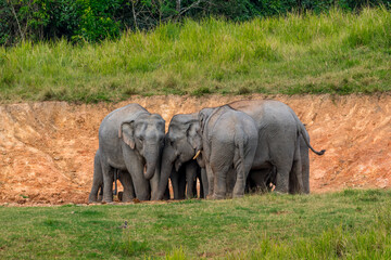 Fototapeta premium Its body is gray, its snout is called the trunk. The trunk of the Asian elephant has only one beak. Nakhon Ratchasima, Thailand.
