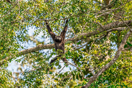 Pileated Gibbon They are tailless, with slender bodies, flat faces, and broad chests, and possess very long arms relative to their relatively short legs. Pileated gibbons spend almost their entire liv