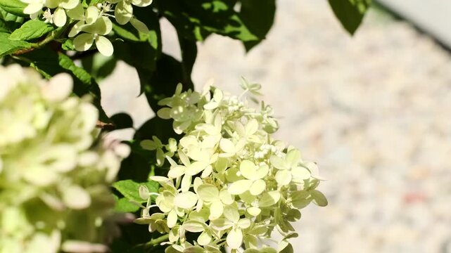 Establishing closeup of white hydrangea flowers filling the frame as a small bee hovers nearby in bright sunlight, creating a natural summer garden detail shot