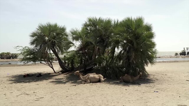Two camels rest in the shade of doum palm trees on a sandy shore near the calm waters of Lake Turkana, Kenya, under a pale sky.