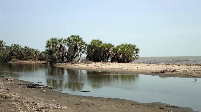 A tranquil shoreline on Lake Turkana, Kenya, featuring clusters of doum palm trees reflecting in calm, shallow waters under a pale, hazy sky.