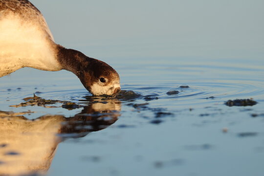 shellduck