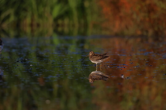 common snipe