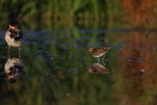 common snipe