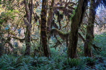 Obraz premium Hoh Rainforest moss on trees