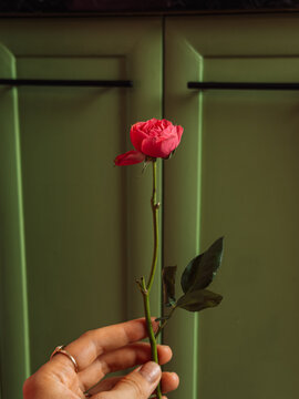 Hand holding delicate pink rosebud against green cabinet, romantic floral concept.