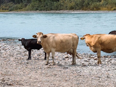 Herd of cows standing on rocky riverbank beside blue water, pastoral countryside landscape.