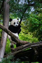 Giant panda cub climbing tree branches and looking toward the camera © Pavel Jiranek