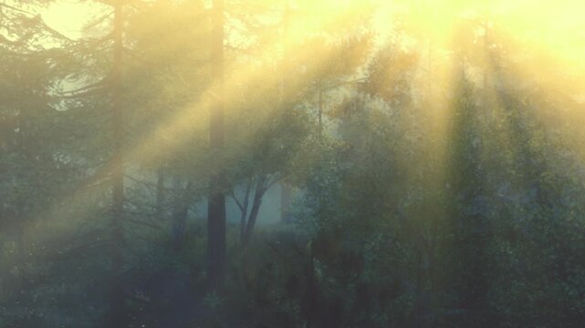 Sunlight filters through the branches of tall trees in a forest. The scene takes place in the morning when the light creates a warm glow. The surrounding nature adds to the atmosphere.