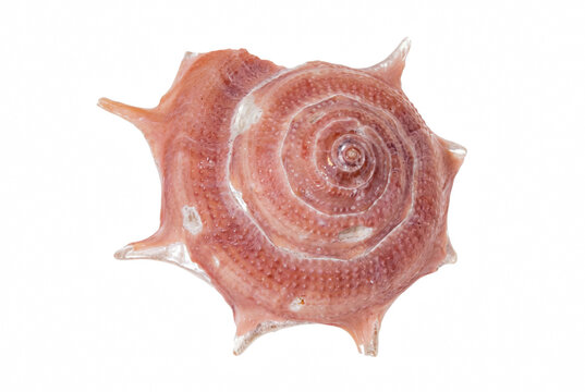 Spiny Star Snail Shell with Spiral Form and Pinkish Pearl Luster
