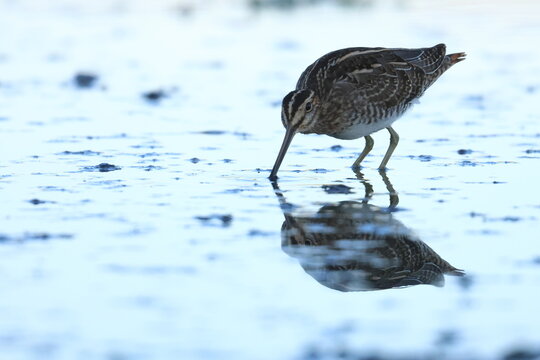 common snipe