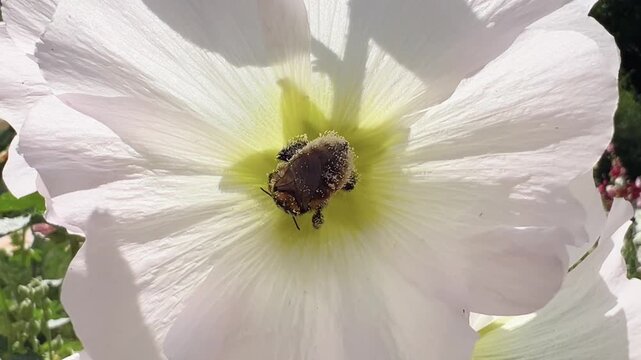 Bumblebee forages deep inside sunlit white hollyhock flower in summer garden
