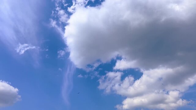 Distant hawk soars beneath towering cloud in bright blue sky