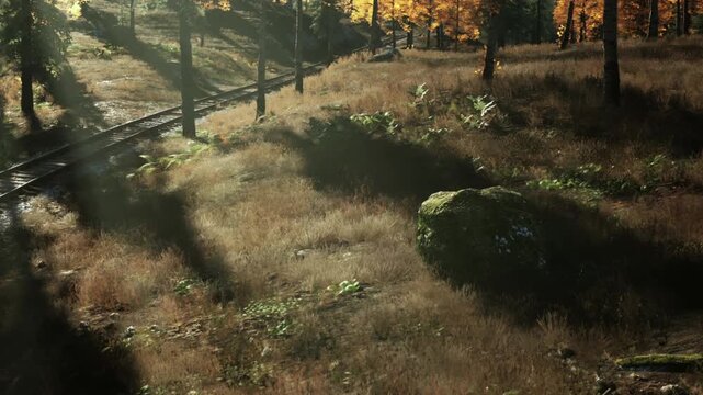 Sunlight filters through trees along a set of railway tracks. Golden leaves cover the ground. The area has a mix of grass and rocks. The season shows clear signs of autumn.
