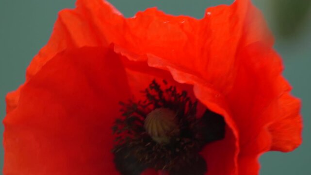 Botanical poppy bloom unfolds delicate petals in a soft outdoor meadow environment. Detailed extreme close-up shot focuses on the dark center stamens.