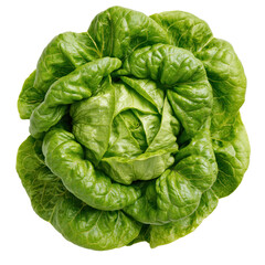 Obraz premium Butterhead lettuce fresh and ready for use on a clean white background highlighting its round shape and healthy leaves