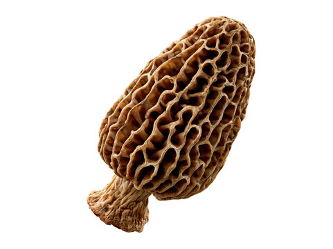 Fresh Morel Mushroom Isolated on White Background